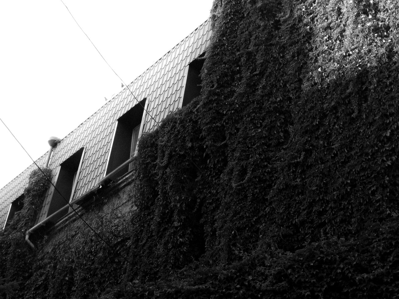 A building wall overgrown with ivy in Ukraine